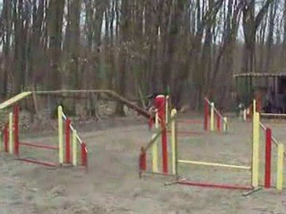 ACUSGF Dream Night berger australien agility