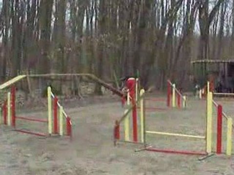 ACUSGF Dream Night berger australien agility