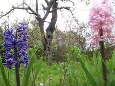 Nature : zoom jacinthes