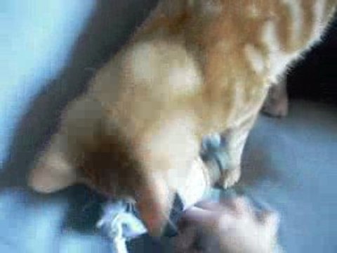 Mon Chat Rapporte La Balle !!!