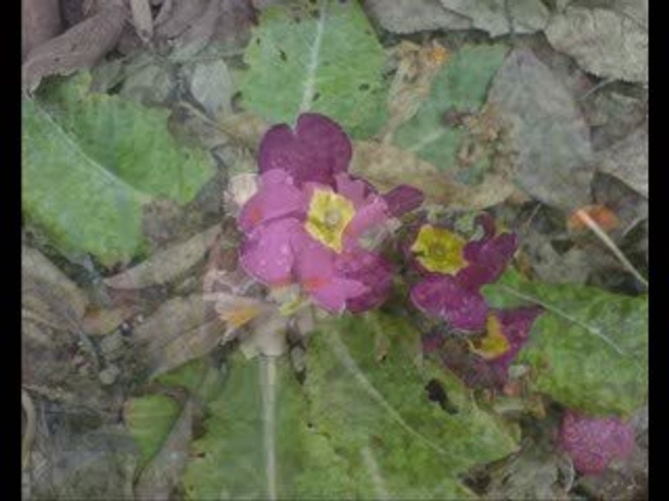 Müzeyyen Senar - Rüzgâr Kırdı Dalımı