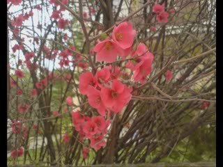 Yaşar Özel-Madem Ki Gidiyorsun