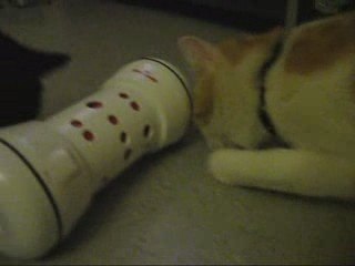 Pimousse et Blacky sur le distributeur de croquette