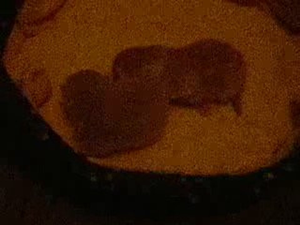 Photos chatons nés le 31032009 le 6042009 003