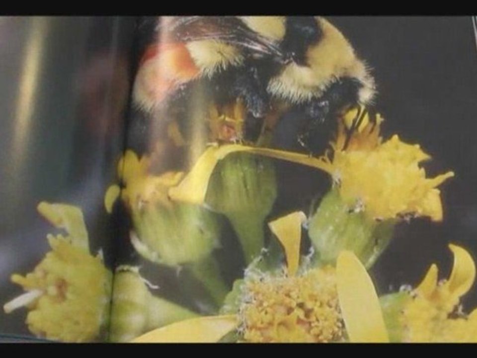 Das große Buch der Insekten