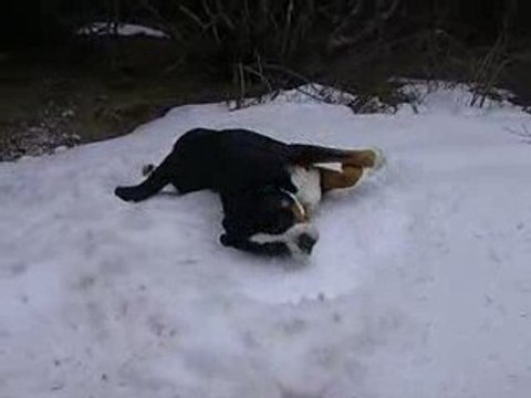 Humm !!! la neige. Barry grand bouvier suisse