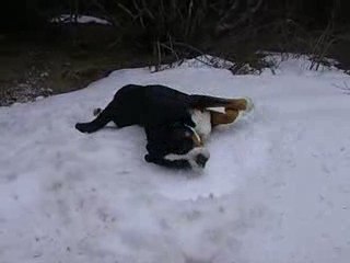 Humm !!! la neige. Barry grand bouvier suisse