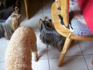 2009-04-07 balle parleuse 003