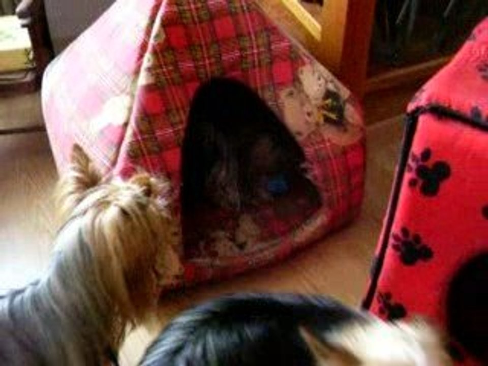 2009-04-07 balle parleuse 001