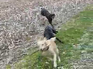 Ballade au furon 30 mars cayenne 19 mois 287