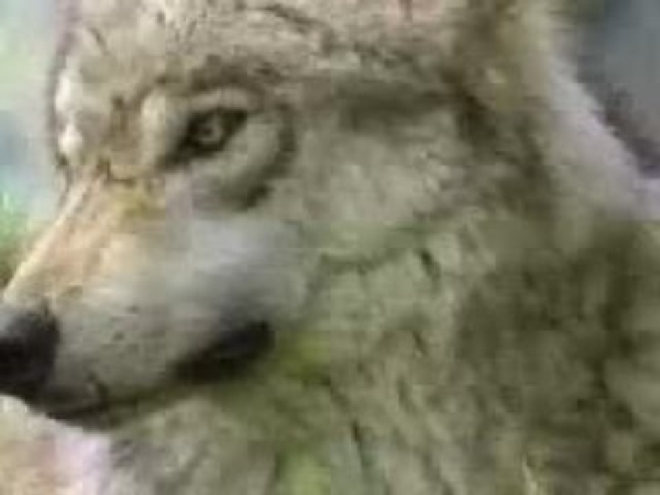 Les Loups du Gévaudan