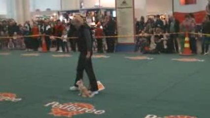 Sandy Rally-esittelyssä