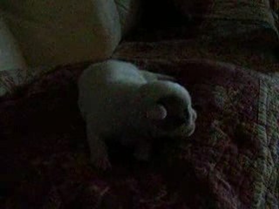 Bouledogue Français Eeros