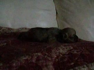 Bouledogue Français Ekko