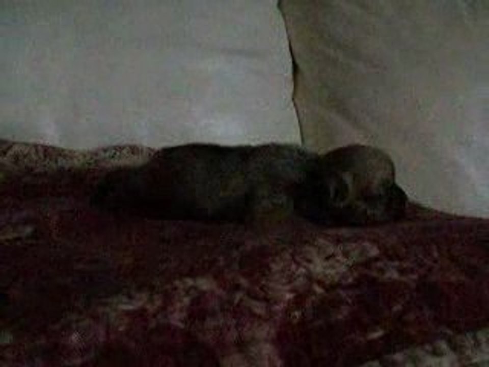 Bouledogue Français Ekko