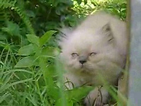 Grimper Freddie Mercury - 2º parte. 7 abril 09