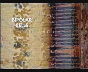 Göz ve Görme Duyusu