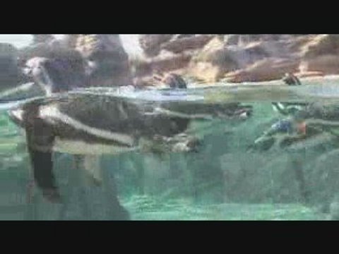 Penguins at Woodland Park Zoo