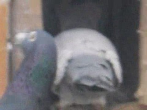 Fehmi ateş/ göv nakışlı yavru bakımı guvercinurfa.com