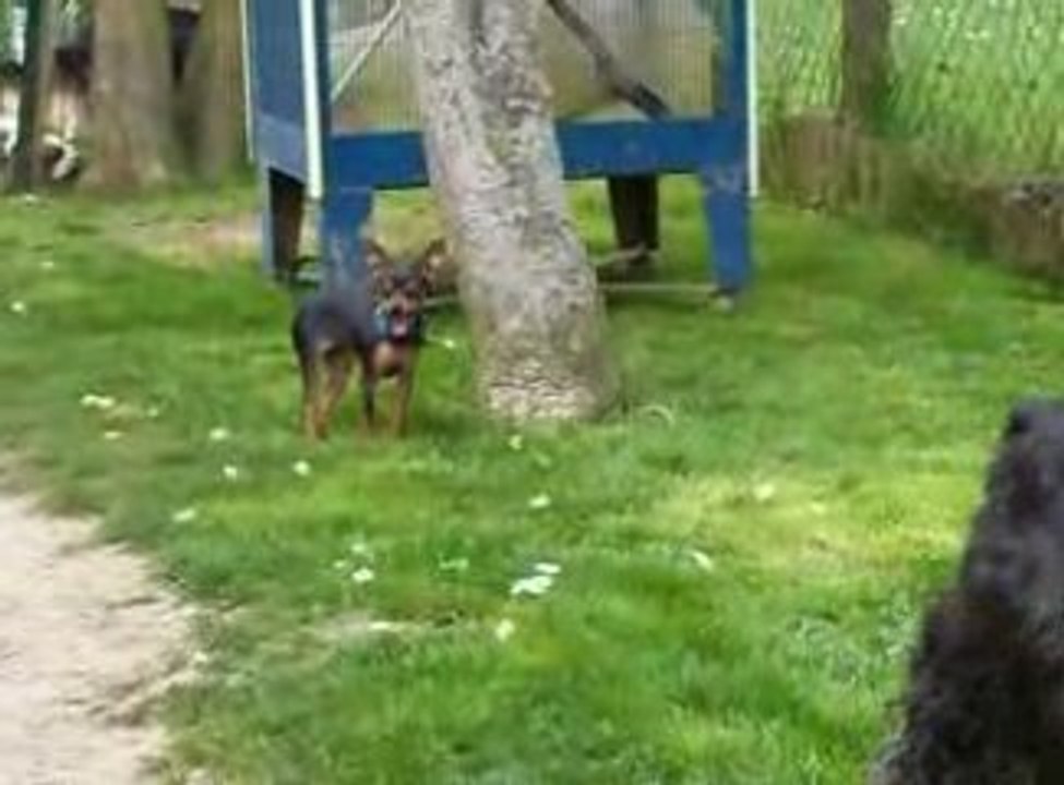 Dixie et Divhana jouent, se chamaillent aussi