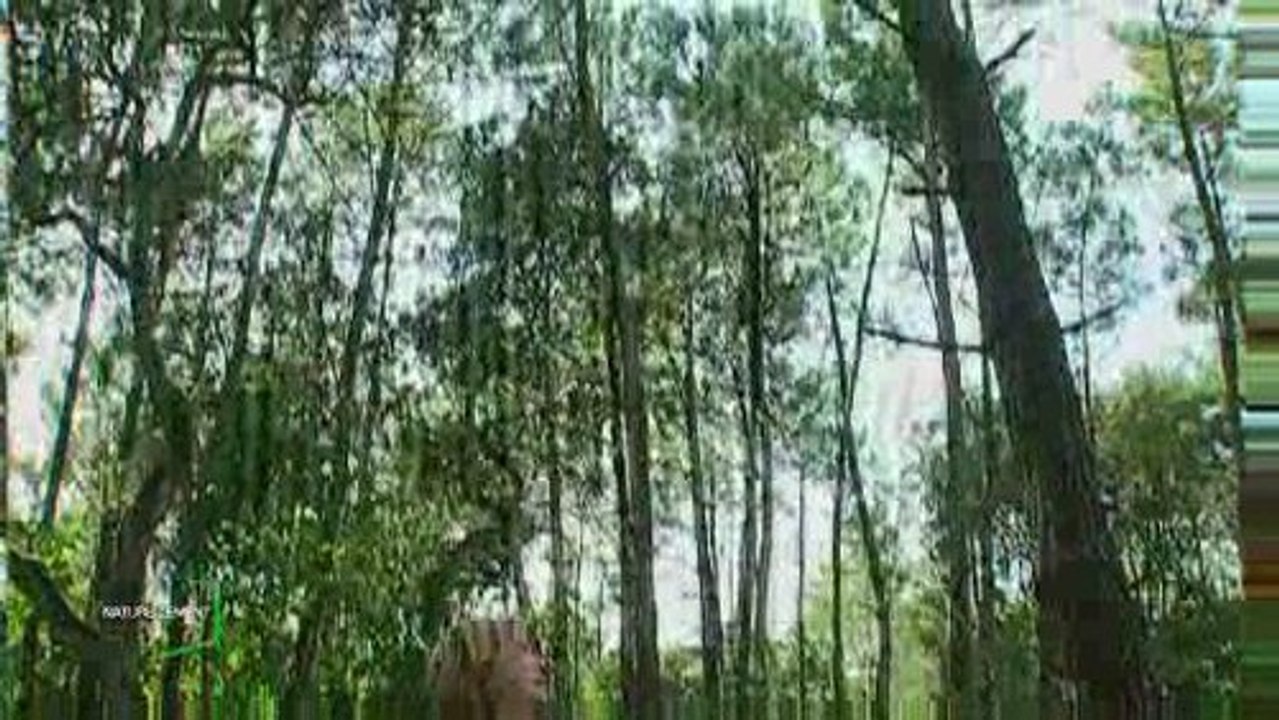 Noirmoutier : à la découverte du bois de la chaise