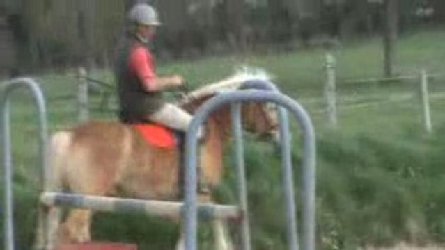 Khyros, poney haflinger