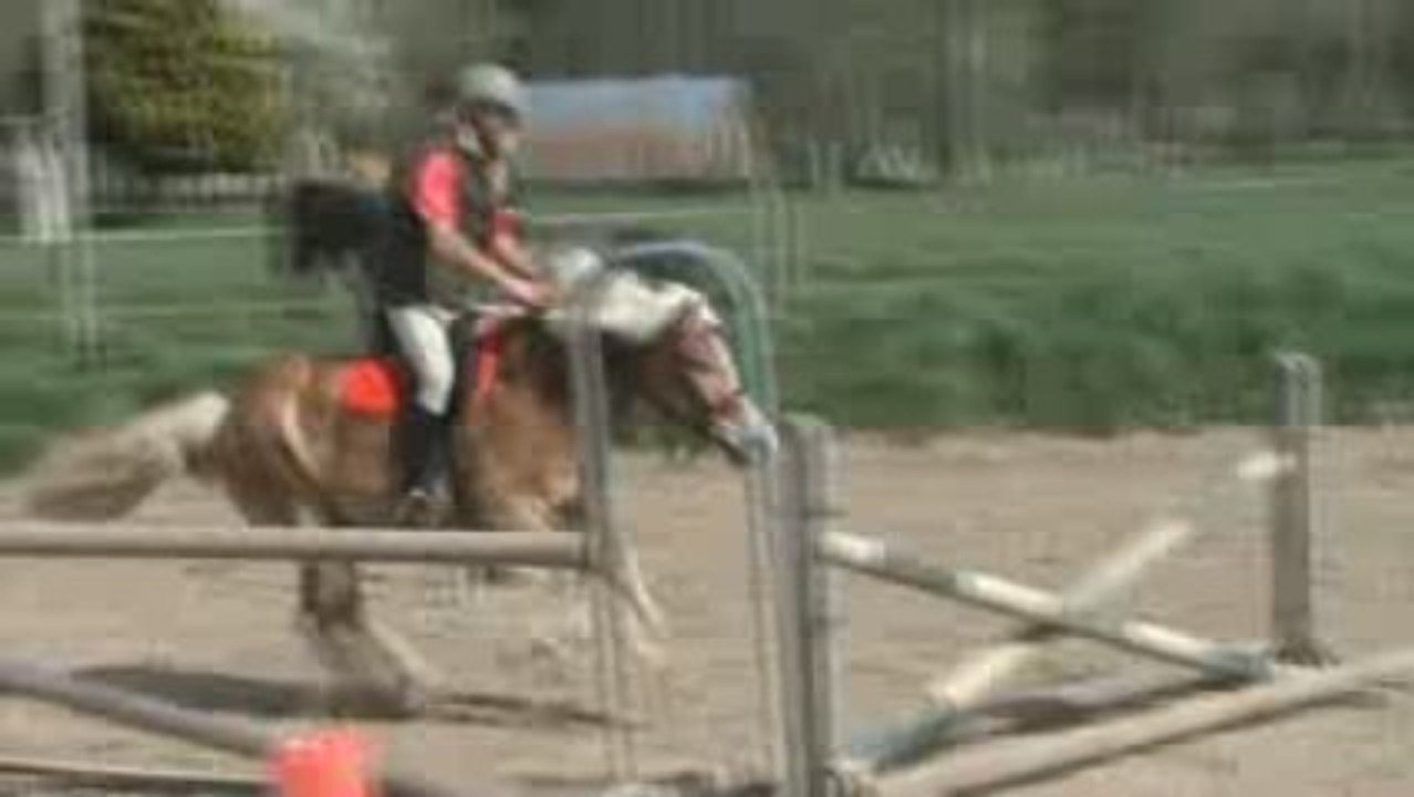 Khyros, poney haflinger