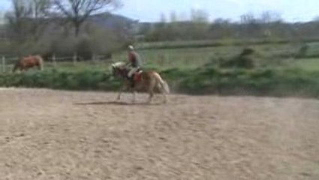 Khyros, poney haflinger