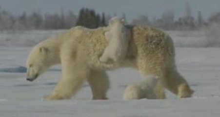 MAGIC POLAR BEARS! WWW.EPR-HOODIA.COM