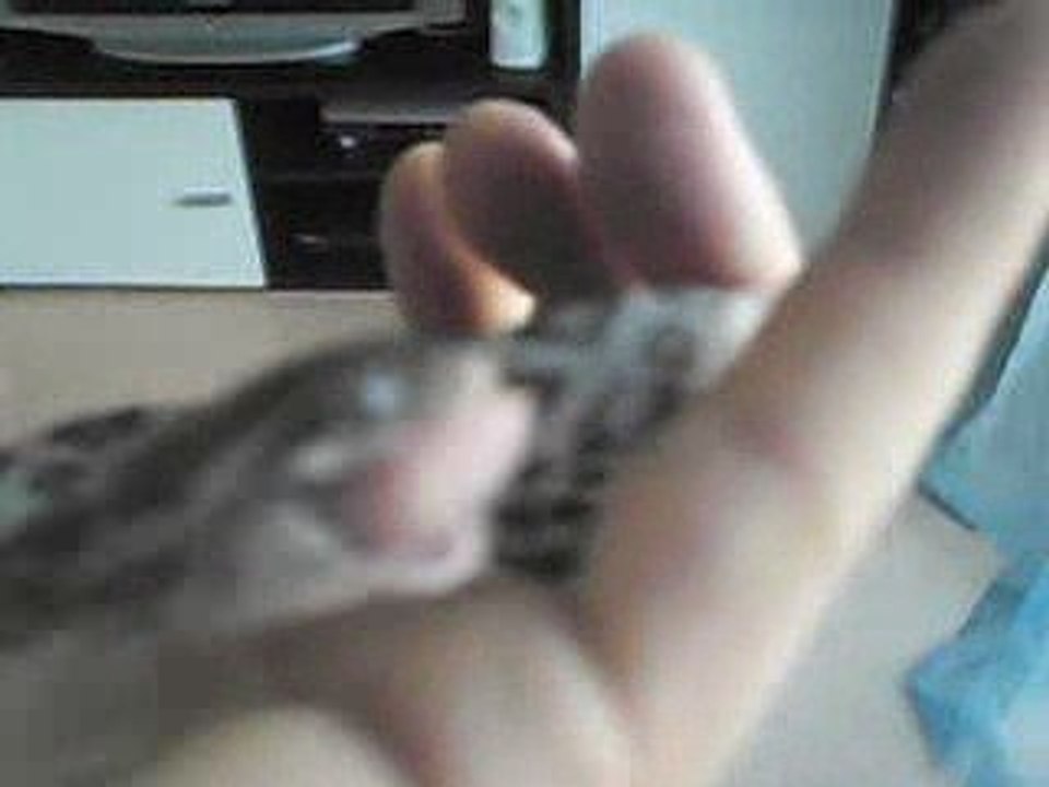 Newton qui mange dans ma main