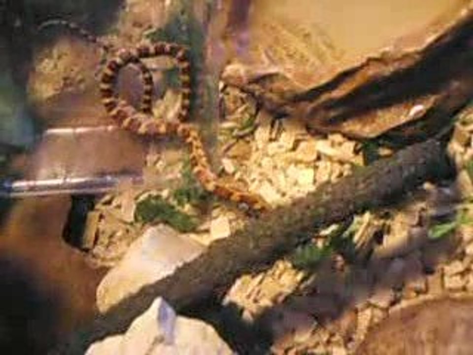 retour au terra de Kha