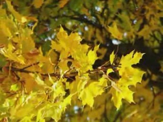 Beyond The Trees - The Music Video