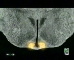 Nucleo supraquiasmatico: Reloj biologico