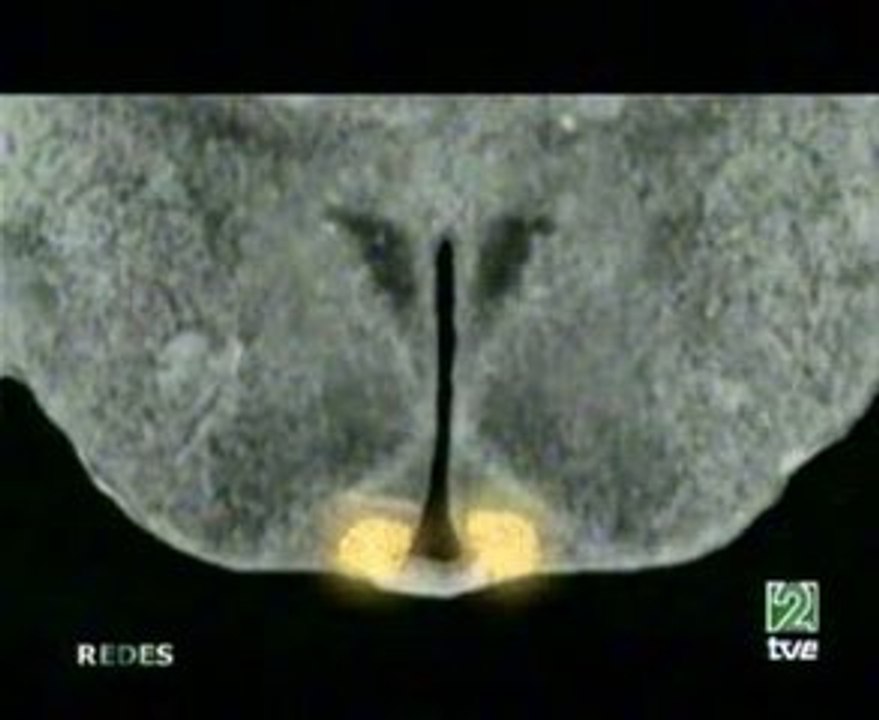Nucleo supraquiasmatico: Reloj biologico