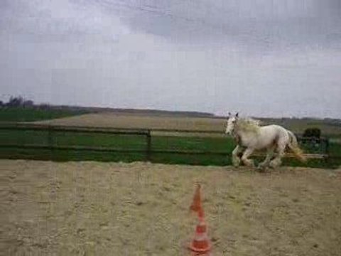 Flann au galop dans la carrière