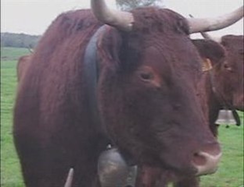 Cows Play The Final Countdown!