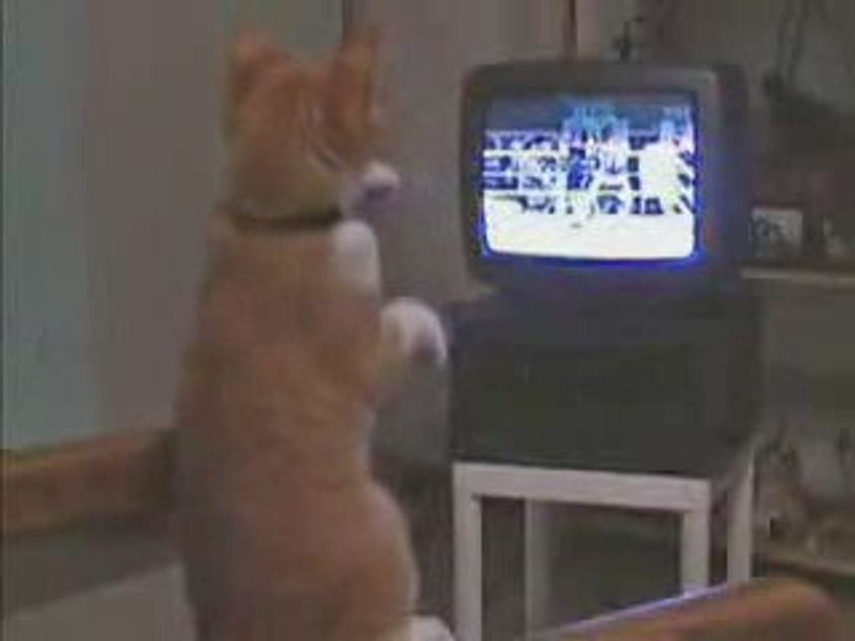 kedi boks maçı izlerken kendinden geçerse...