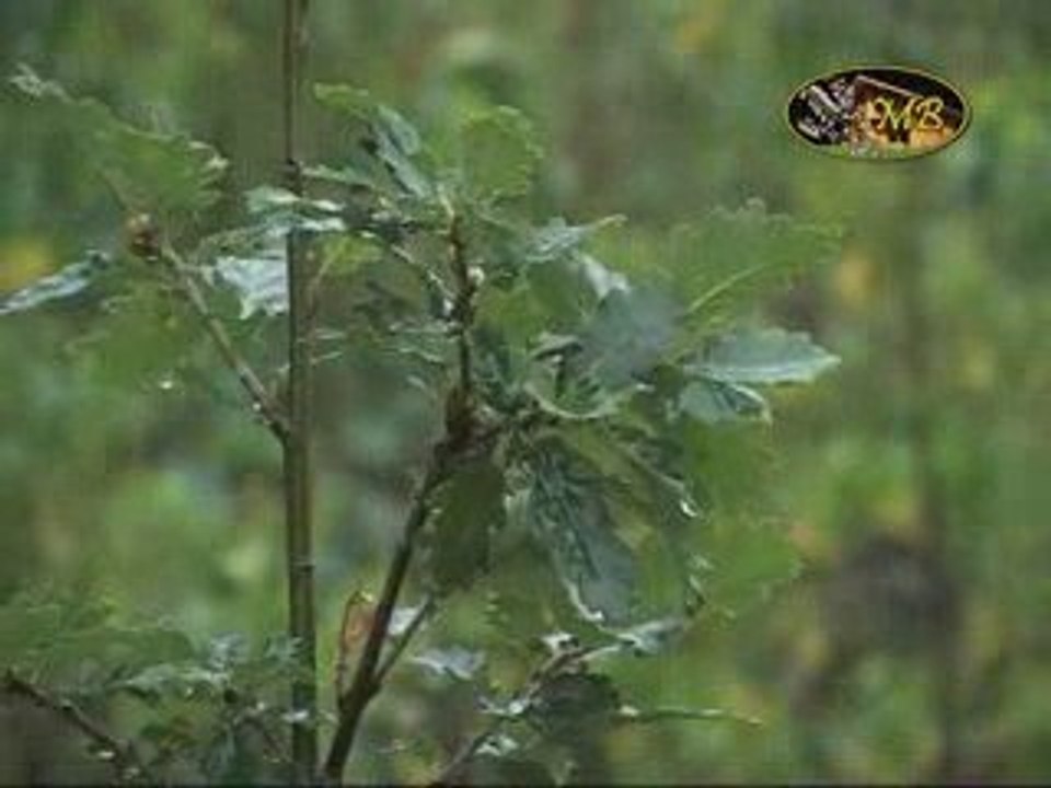 La Forêt de Soignes sous l'orage