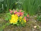 Nature : primevères & jonquilles