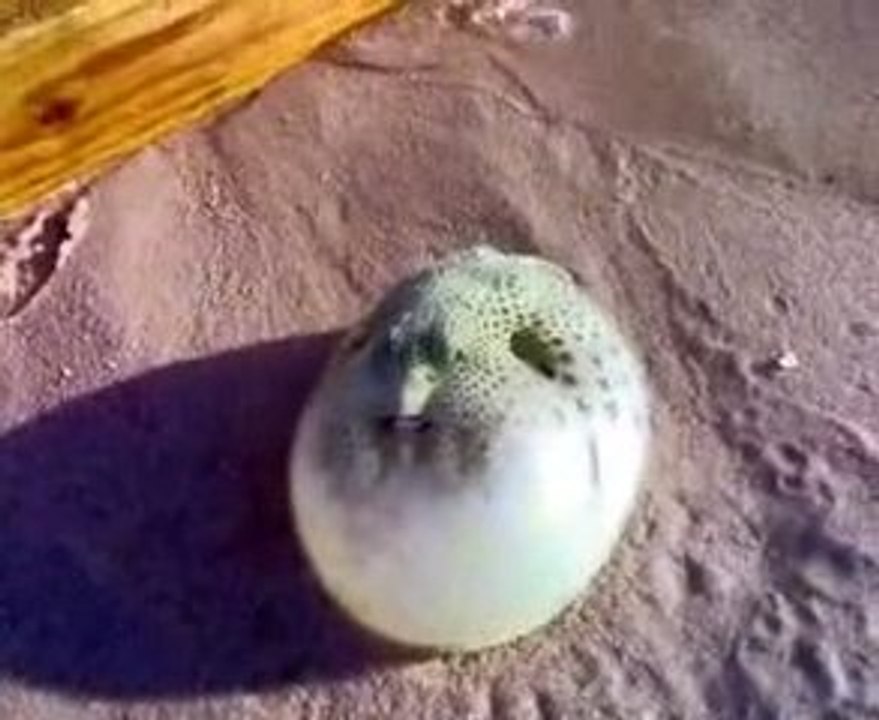 Poisson Globe