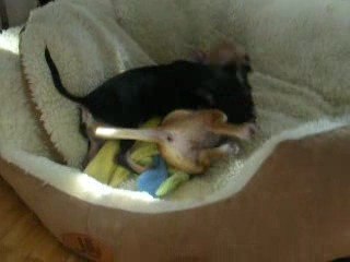 Anaïs et Zoé le 08 avril 2009 DSCN0377