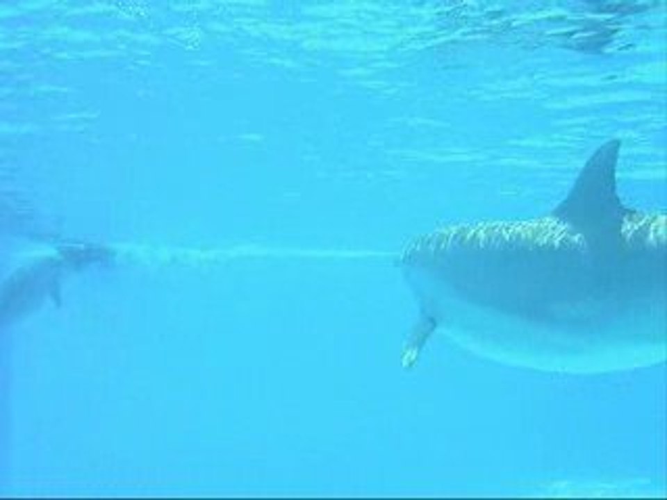 7 avril 2009_Dauphins