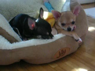 Anaïs et Zoé le 08 avril 2009 DSCN0379