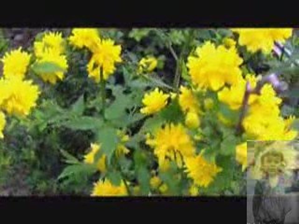 Les ramières en fleurs