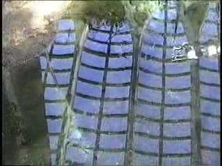 Nature et vie sauvage - Montréal