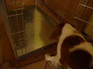 Colin alle prese con la gabbia nuova