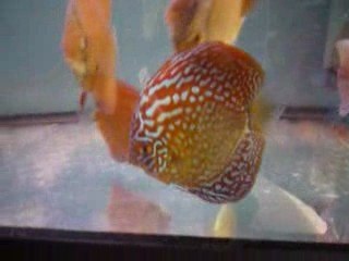 Phong grossissement 6 mois