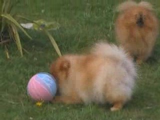 mes poms
