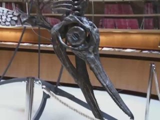 Un ichthyosaure adjugé, vendu pour 181 000 euros !