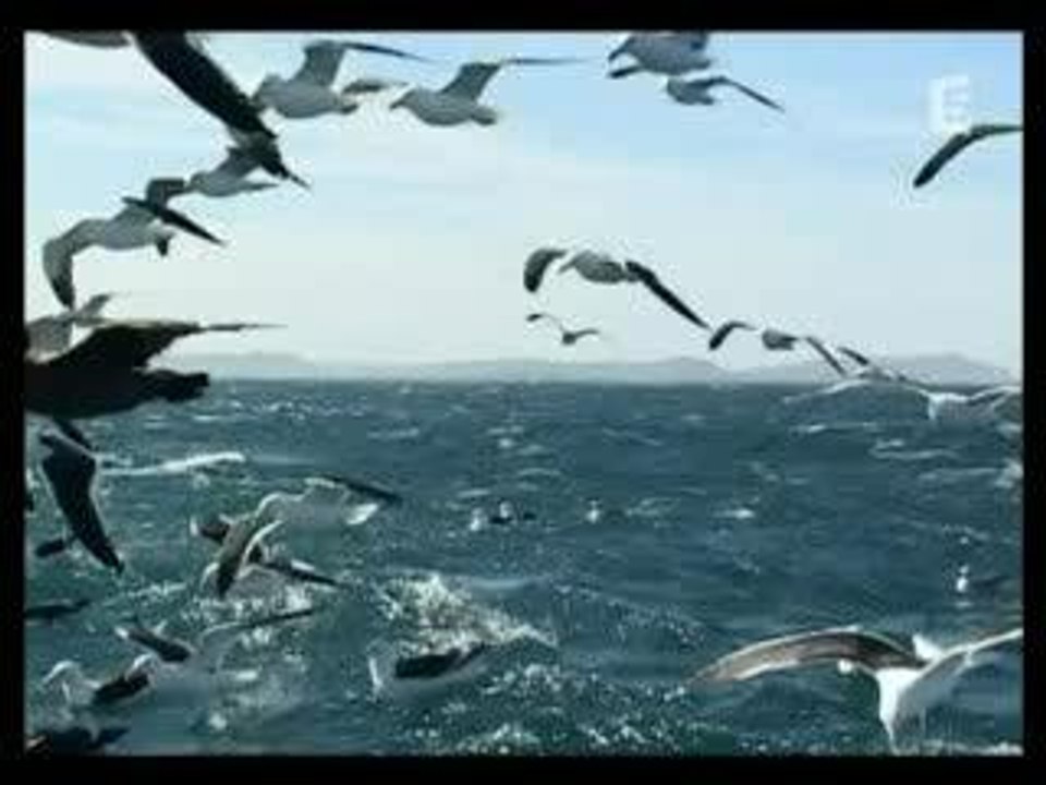 Mouettes